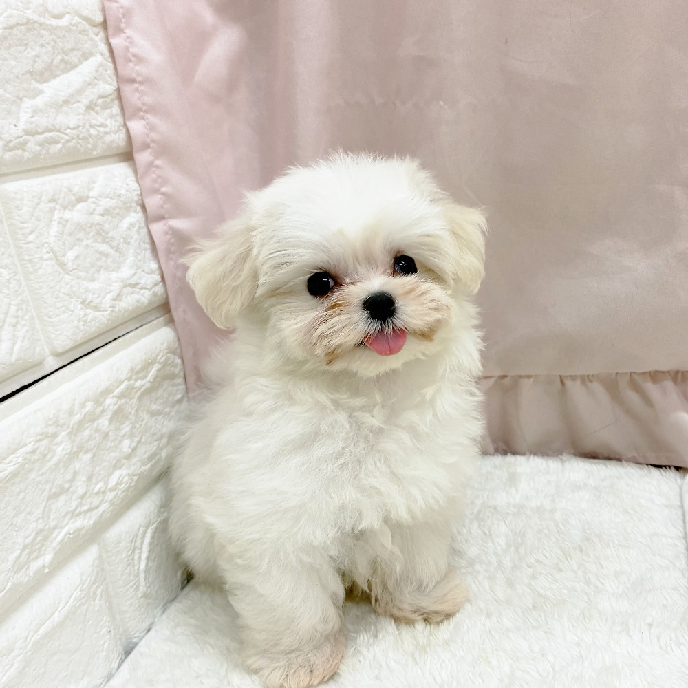 愛知県のマルチーズ (犬の家＆猫の里アミーゴ神の倉店/2025年6月28日生まれ/女の子/ホワイト)の子犬