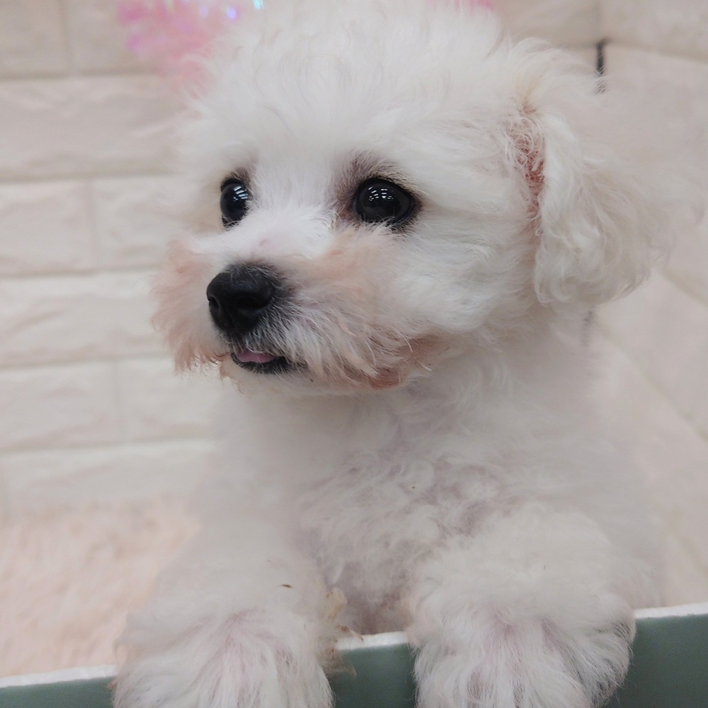 愛知県のビションフリーゼ (犬の家＆猫の里MEGAドン・キホーテ東海名和店/2025年7月8日生まれ/男の子/ホワイト)の子犬の3枚目の画像
