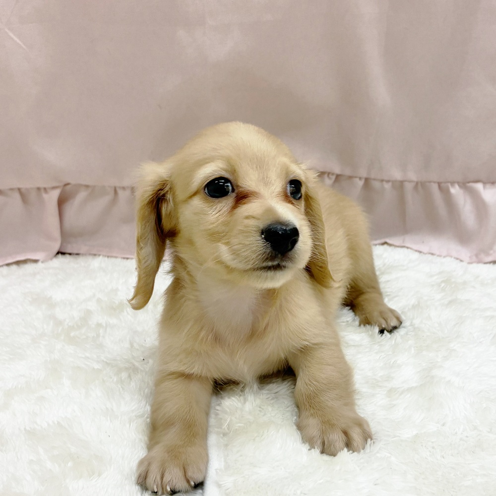 愛知県のミニチュアダックスフンド(ロング) (犬の家＆猫の里アミーゴ神の倉店/2025年7月15日生まれ/女の子/イエロー)の子犬の3枚目の画像