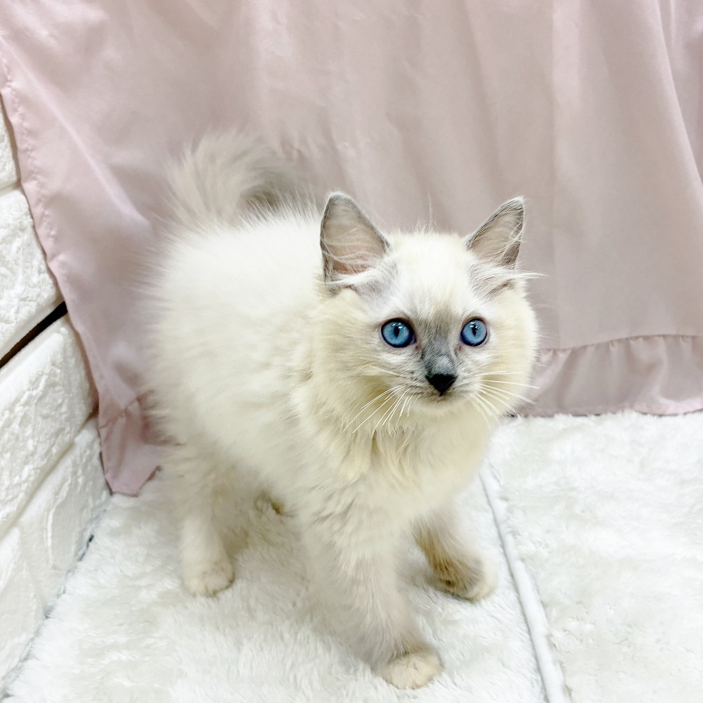 愛知県のラグドール (犬の家＆猫の里アミーゴ神の倉店/2025年7月19日生まれ/女の子/ブルーポイントミテッド)の子猫の3枚目の画像