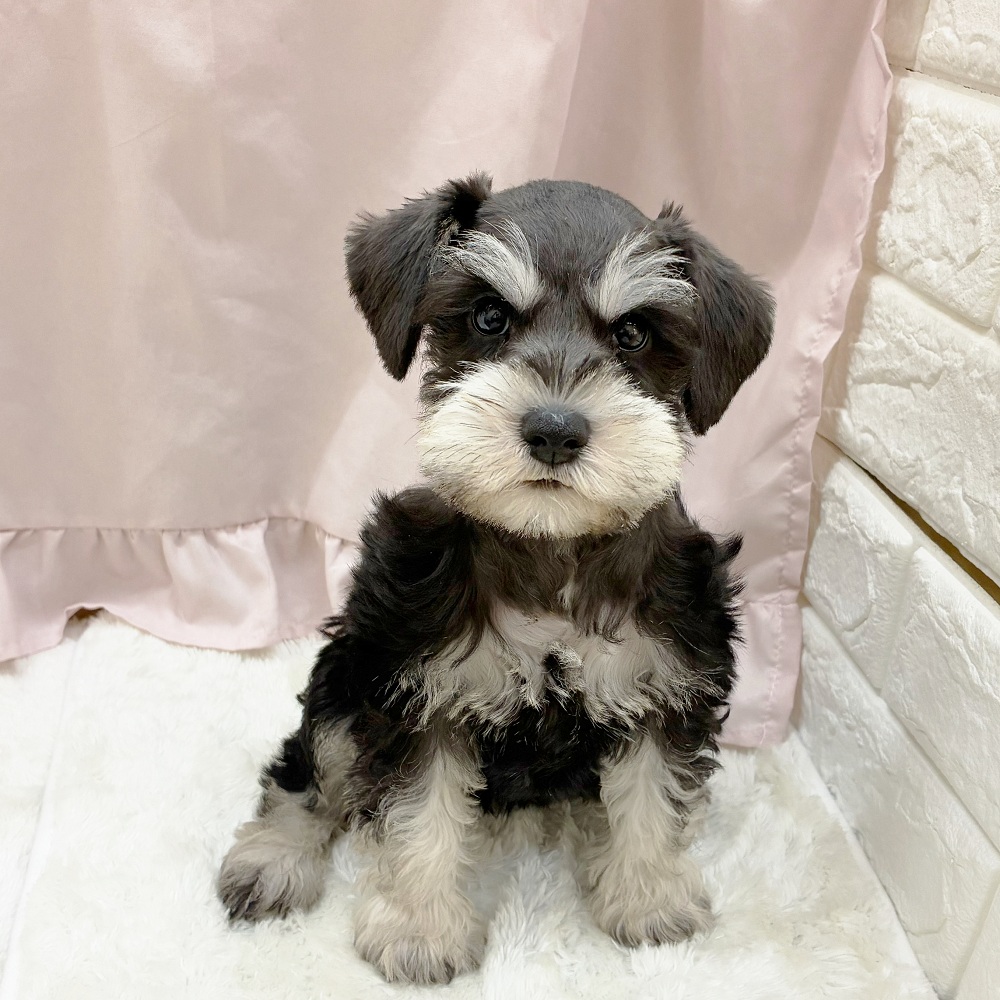 愛知県のミニチュアシュナウザー (犬の家＆猫の里アミーゴ神の倉店/2025年7月23日生まれ/女の子/ブラックシルバー)の子犬の1枚目の画像