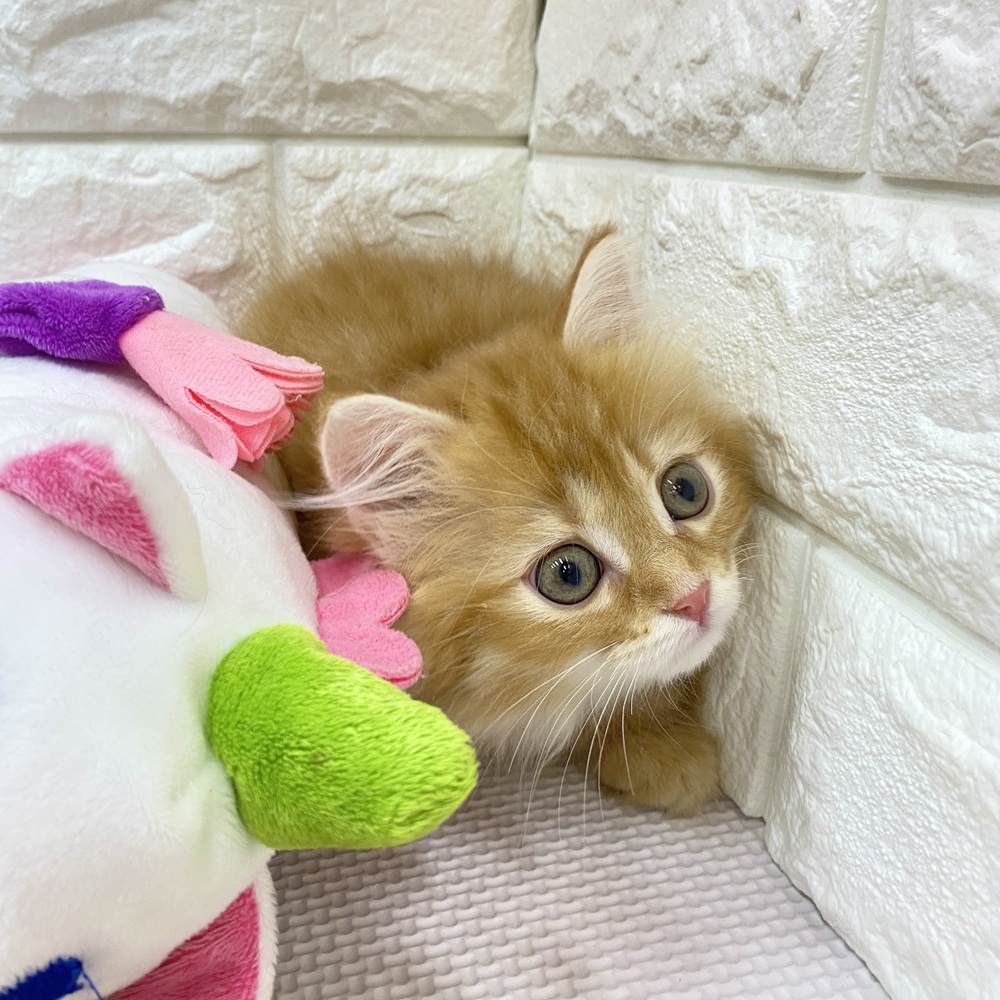 愛知県のミヌエット (犬の家＆猫の里MEGAドン・キホーテ東海名和店/2025年7月22日生まれ/女の子/レッドタビー)の子猫の3枚目の画像