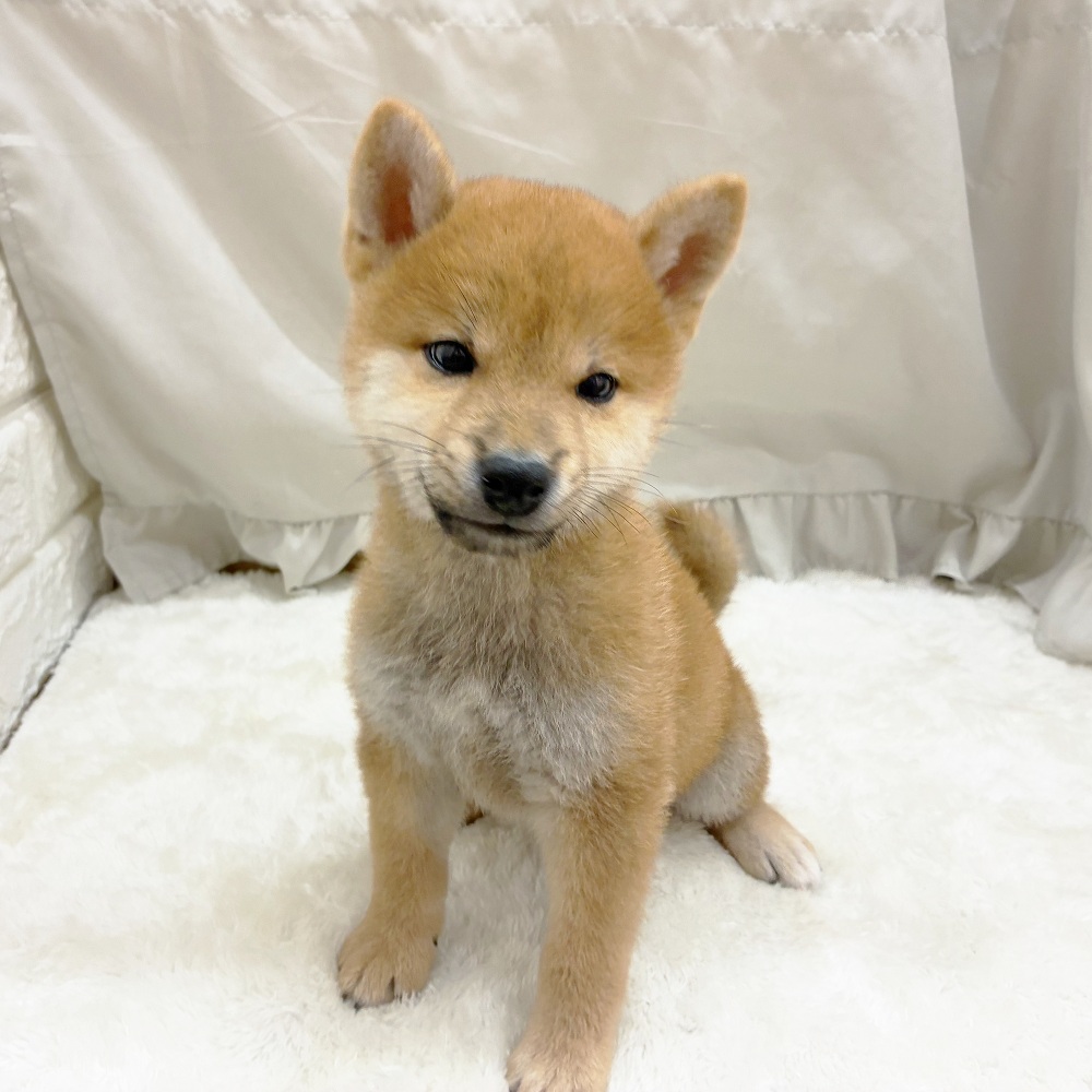 愛知県の柴犬(標準サイズ) (犬の家＆猫の里アミーゴ神の倉店/2025年7月26日生まれ/男の子/赤)の子犬の3枚目の画像