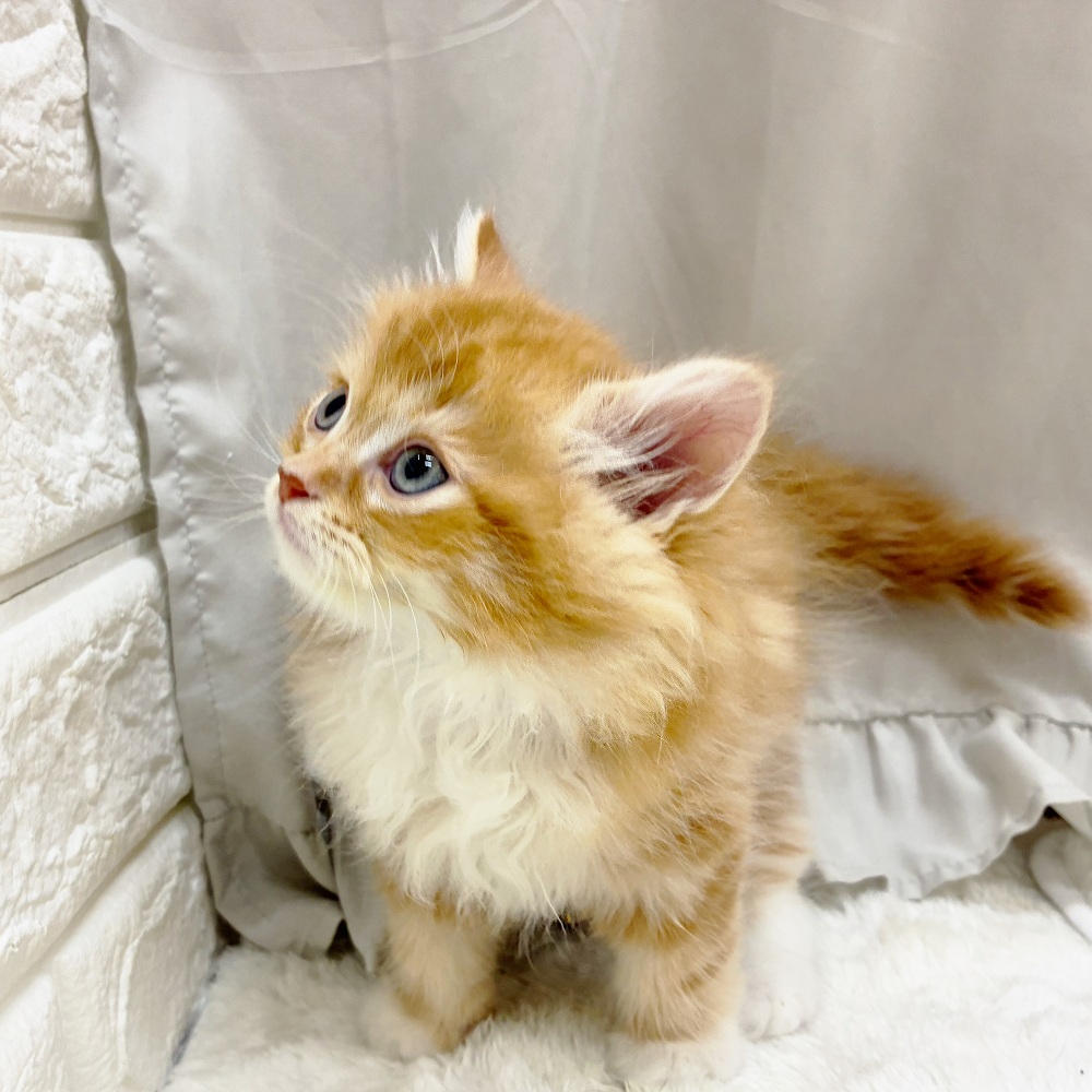 愛知県のサイベリアン (犬の家＆猫の里アミーゴ神の倉店/2025年7月24日生まれ/男の子/レッドタビーホワイト)の子猫の3枚目の画像
