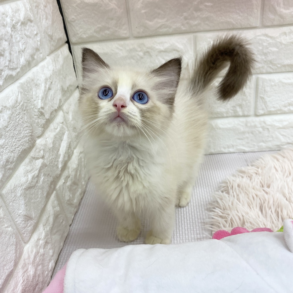 愛知県のラグドール (犬の家＆猫の里MEGAドン・キホーテ東海名和店/2025年7月26日生まれ/女の子/シールポイントバイカラー)の子猫の3枚目の画像