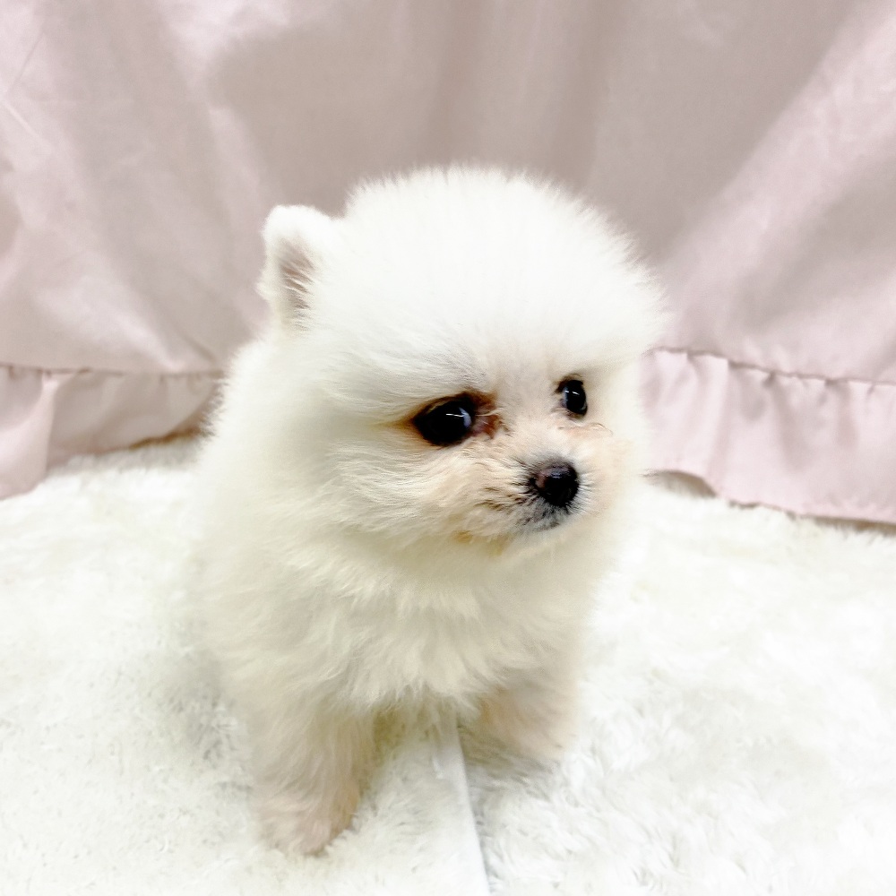 愛知県のポメラニアン (犬の家＆猫の里アミーゴ神の倉店/2025年7月27日生まれ/女の子/クリーム)の子犬の3枚目の画像