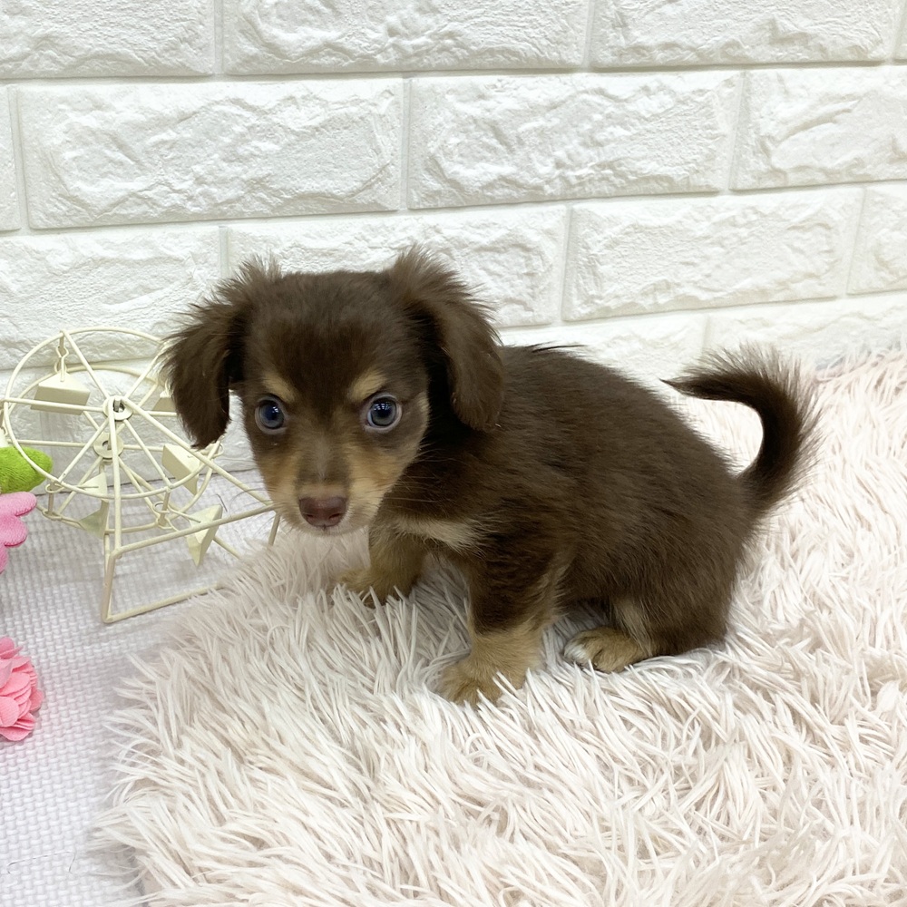 愛知県のチワックス(チワワ×ダックス) (犬の家＆猫の里MEGAドン・キホーテ東海名和店/2025年7月29日生まれ/男の子/チョコレートタン)の子犬の1枚目の画像