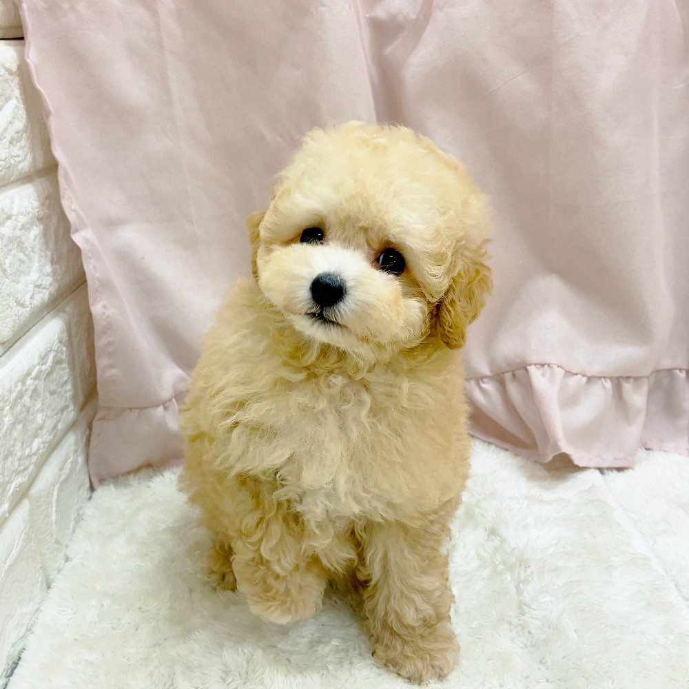 愛知県のトイプードル(トイ) (犬の家＆猫の里アミーゴ神の倉店/2025年8月5日生まれ/女の子/ペールフォーン)の子犬の1枚目の画像