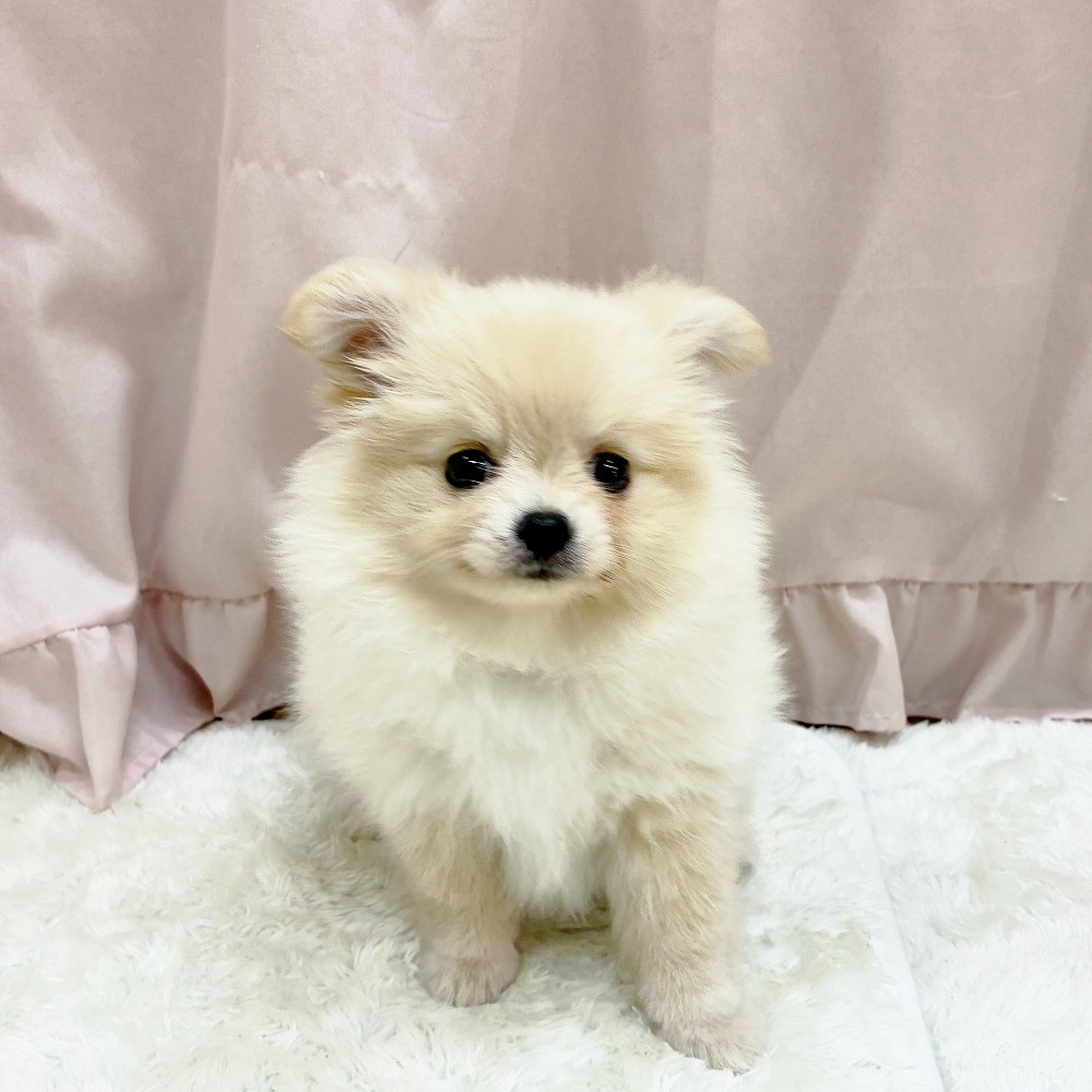 愛知県のポメチワ/チワポメ/ポメチー(ポメラニアン×チワワ) (犬の家＆猫の里アミーゴ神の倉店/2025年8月8日生まれ/女の子/クリーム)の子犬の3枚目の画像