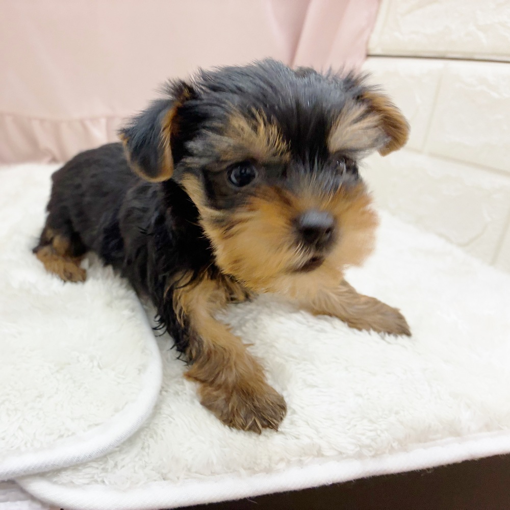 愛知県のヨークシャーテリア (犬の家＆猫の里アミーゴ神の倉店/2025年8月14日生まれ/女の子/スチールブルータン)の子犬の3枚目の画像