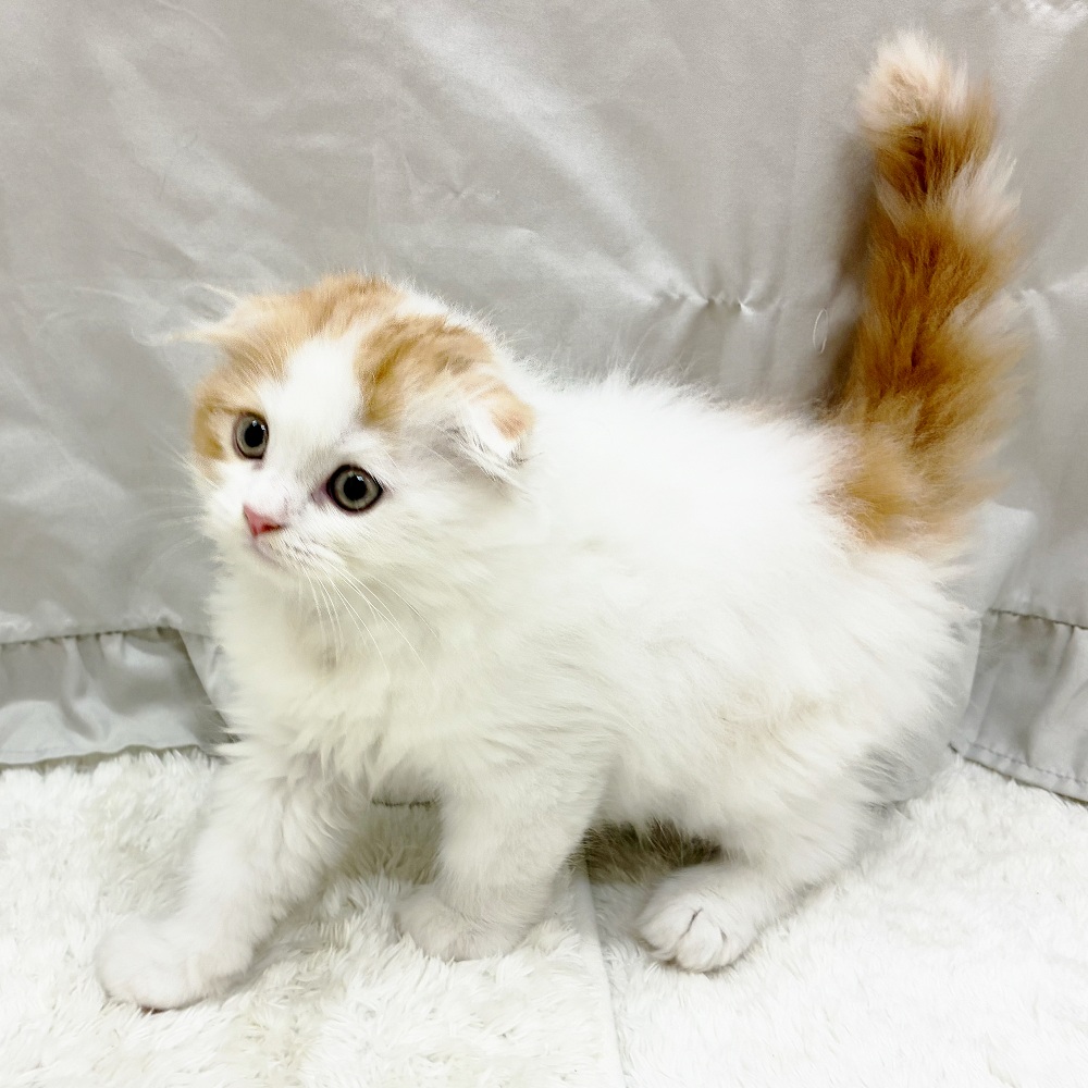 愛知県のスコティッシュフォールド (犬の家＆猫の里アミーゴ神の倉店/2025年8月18日生まれ/男の子/レッドタビーホワイトバン)の子猫の3枚目の画像