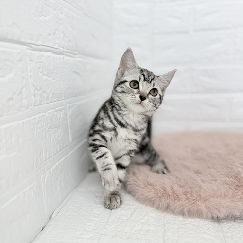 愛知県のアメリカンショートヘアー (犬の家＆猫の里豊川インター店/2025年8月26日生まれ/女の子/シルバータビー)の子猫の3枚目の画像