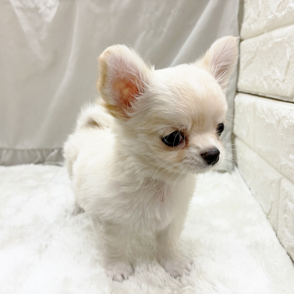 愛知県のチワワ(ロング) (犬の家＆猫の里アミーゴ神の倉店/2025年8月26日生まれ/男の子/クリームホワイト)の子犬の3枚目の画像
