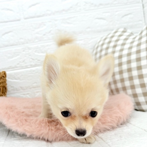 愛知県のポメチワ/チワポメ/ポメチー(ポメラニアン×チワワ) (犬の家＆猫の里豊川インター店/2025年8月29日生まれ/女の子/クリームホワイト)の子犬の3枚目の画像