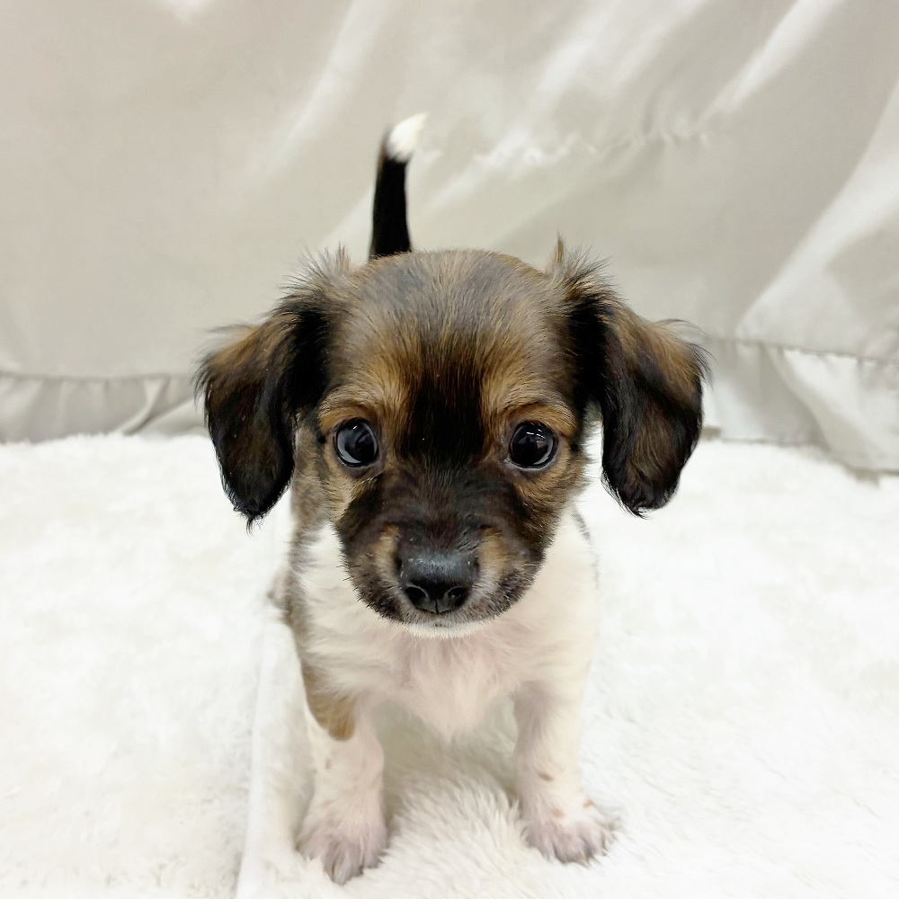 愛知県のチワックス(チワワ×ダックス) (犬の家＆猫の里アミーゴ神の倉店/2025年8月31日生まれ/男の子/レッドパイボールド)の子犬の3枚目の画像