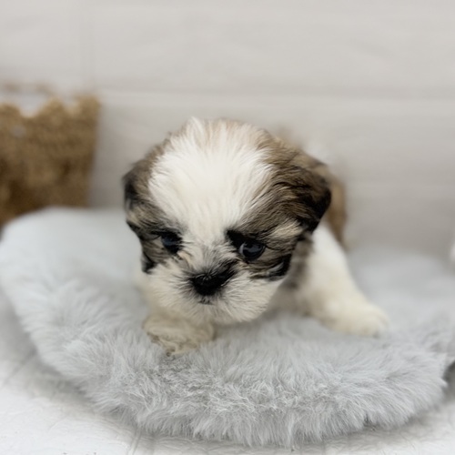 愛知県のシーズー (犬の家＆猫の里岡崎店/2025年9月1日生まれ/男の子/ゴールドホワイト)の子犬の3枚目の画像