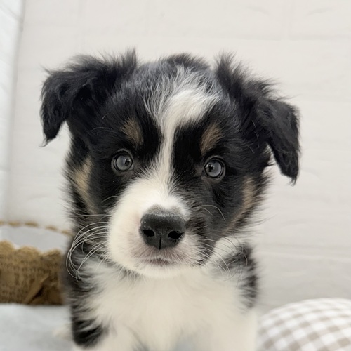 愛知県のボーダーコリー (犬の家＆猫の里豊川インター店/2025年9月1日生まれ/男の子/トライカラー)の子犬の3枚目の画像