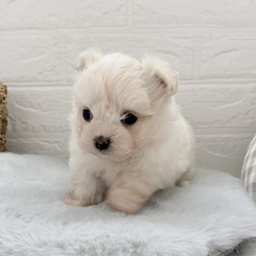 愛知県のチワマル/マルチワ(チワワ×マルチーズ) (犬の家＆猫の里豊川インター店/2025年9月2日生まれ/男の子/クリーム)の子犬の3枚目の画像