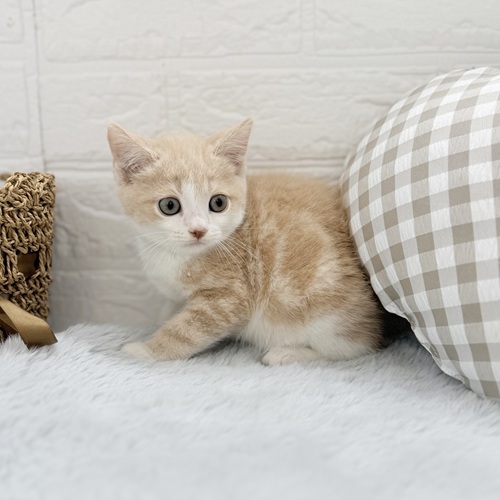 愛知県のミヌエット (犬の家＆猫の里豊川インター店/2025年9月2日生まれ/男の子/クリームタビーホワイト)の子猫の3枚目の画像