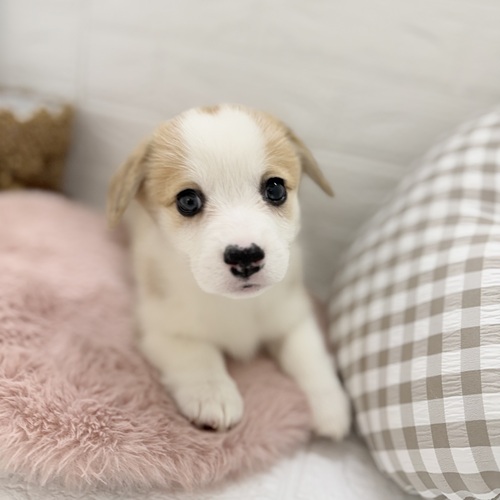 愛知県のウェルシュコーギーペンブローク (犬の家＆猫の里豊川インター店/2025年9月2日生まれ/女の子/セーブルホワイト)の子犬の3枚目の画像