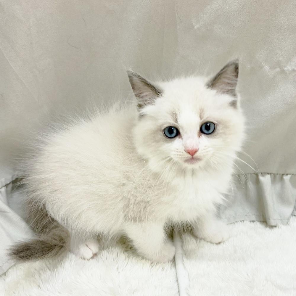 愛知県のラグドール (犬の家＆猫の里アミーゴ神の倉店/2025年9月4日生まれ/男の子/ブルーポイントバイカラー)の子猫の3枚目の画像
