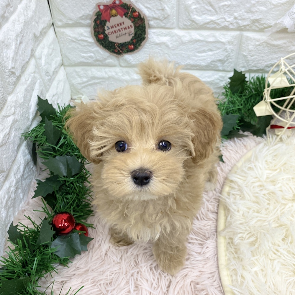 愛知県のマルプー(マルチーズ×プードル) (犬の家＆猫の里MEGAドン・キホーテ東海名和店/2025年9月7日生まれ/女の子/アプリコット)の子犬の3枚目の画像