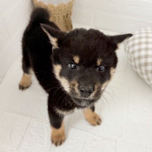 愛知県の柴犬(標準サイズ) (犬の家＆猫の里豊川インター店/2025年9月4日生まれ/男の子/黒)の子犬の3枚目の画像