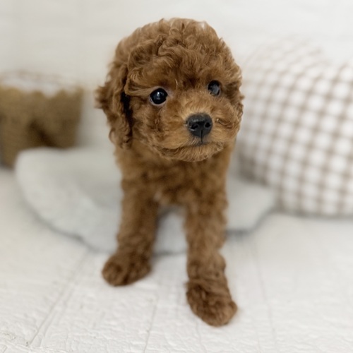 愛知県のトイプードル(トイ) (犬の家＆猫の里豊川インター店/2025年9月7日生まれ/男の子/レッド)の子犬の3枚目の画像