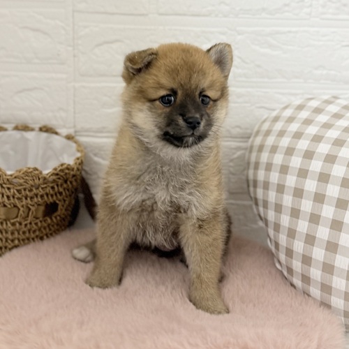 愛知県のポメ柴/豆ポメ/ポメ豆柴(ポメラニアン×柴犬) (犬の家＆猫の里豊川インター店/2025年9月8日生まれ/女の子/赤)の子犬の3枚目の画像