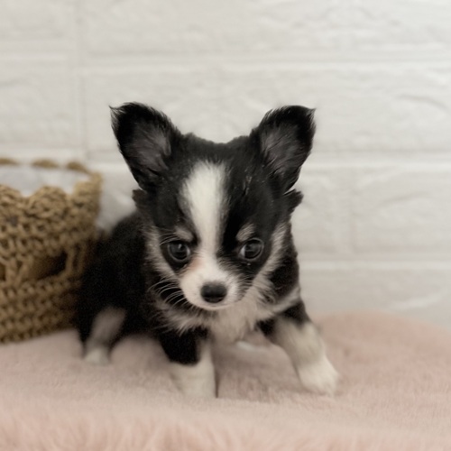 愛知県のチワワ(ロング) (犬の家＆猫の里豊川インター店/2025年9月7日生まれ/女の子/ブラックタンホワイト)の子犬の3枚目の画像
