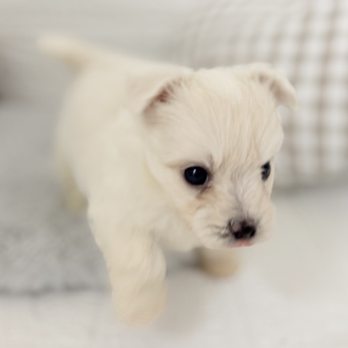 愛知県のハーフ犬・ミックス犬 (犬の家＆猫の里豊川インター店/2025年9月7日生まれ/男の子/ホワイト)の子犬の3枚目の画像