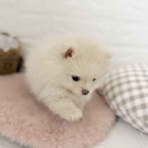 愛知県のポメラニアン (犬の家＆猫の里豊川インター店/2025年9月7日生まれ/女の子/クリーム)の子犬の3枚目の画像