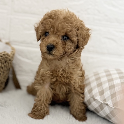 愛知県のトイプードル(トイ) (犬の家＆猫の里豊川インター店/2025年9月8日生まれ/男の子/レッド)の子犬の3枚目の画像