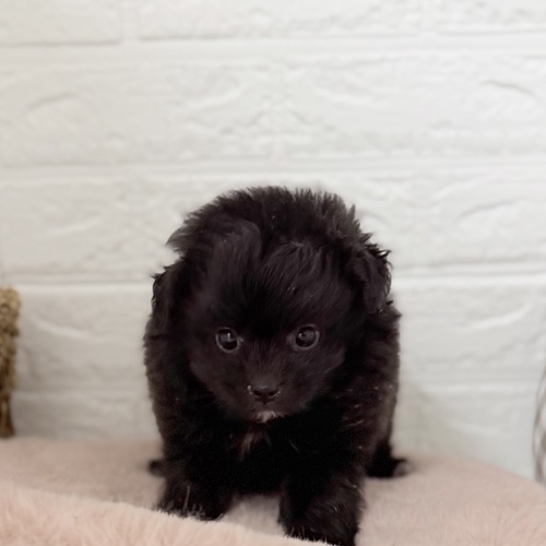 愛知県のポメプー(ポメラニアン×プードル) (犬の家＆猫の里豊川インター店/2025年9月9日生まれ/女の子/ブラック)の子犬の3枚目の画像