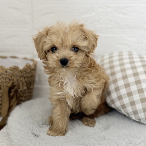 愛知県のチワプー/プーチー(チワワ×プードル) (犬の家＆猫の里豊川インター店/2025年9月8日生まれ/男の子/アプリコットホワイト)の子犬の3枚目の画像