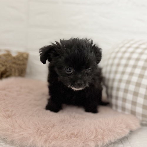 愛知県のチワプー/プーチー(チワワ×プードル) (犬の家＆猫の里豊川インター店/2025年9月12日生まれ/女の子/ブラック)の子犬の3枚目の画像