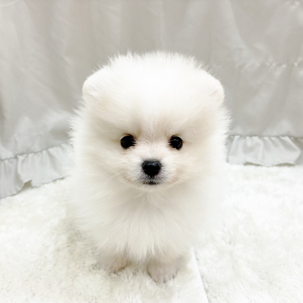 愛知県のポメラニアン (犬の家＆猫の里アミーゴ神の倉店/2025年9月13日生まれ/男の子/クリーム)の子犬の3枚目の画像