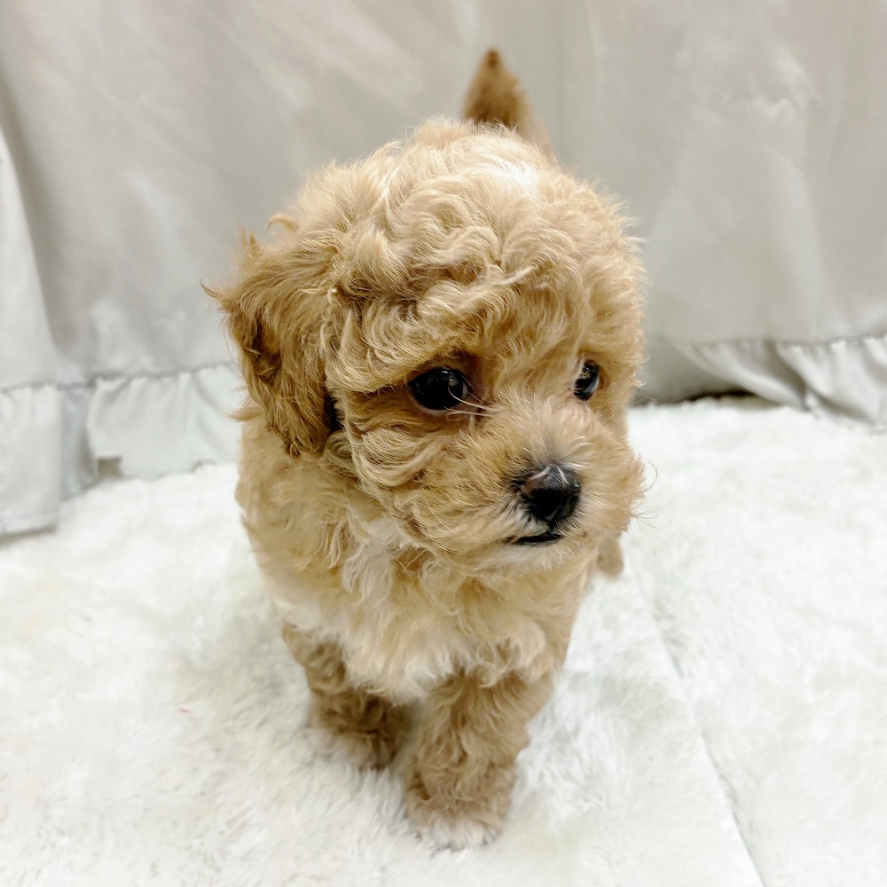 愛知県のマルプー(マルチーズ×プードル) (犬の家＆猫の里アミーゴ神の倉店/2025年9月16日生まれ/男の子/アプリコット)の子犬の3枚目の画像