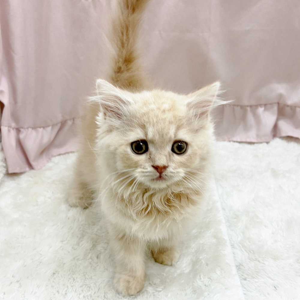 愛知県のスコティッシュフォールド (犬の家＆猫の里アミーゴ神の倉店/2025年9月9日生まれ/女の子/クリームタビー)の子猫の3枚目の画像