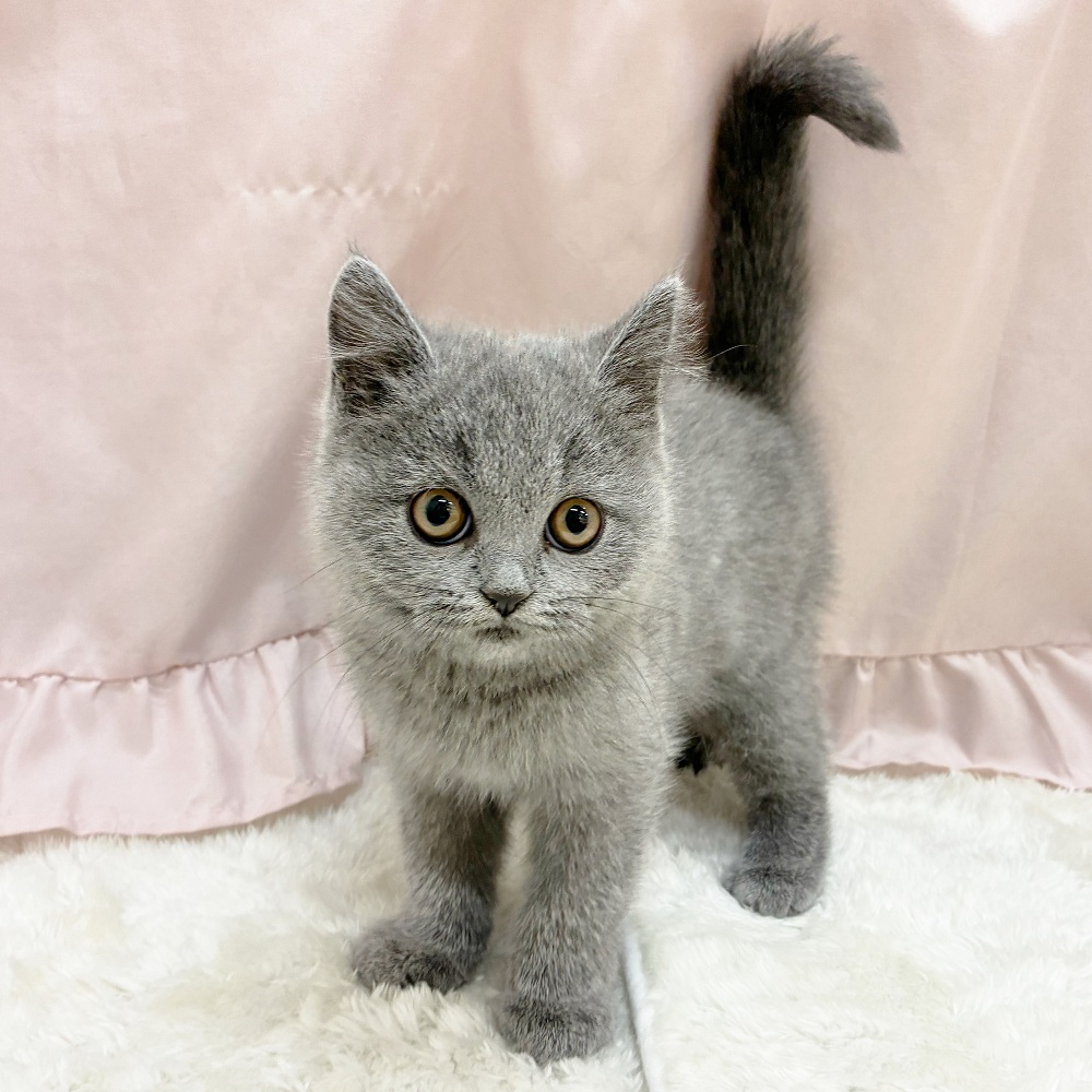 愛知県のブリティッシュショートヘアー (犬の家＆猫の里アミーゴ神の倉店/2025年9月18日生まれ/女の子/ブルー)の子猫の3枚目の画像