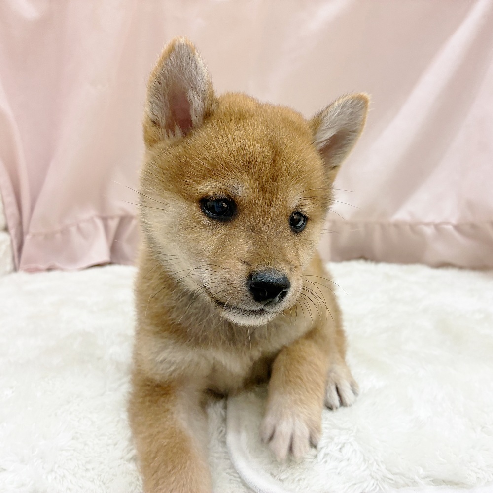 愛知県の柴犬(標準サイズ) (犬の家＆猫の里アミーゴ神の倉店/2025年9月21日生まれ/女の子/赤)の子犬の3枚目の画像