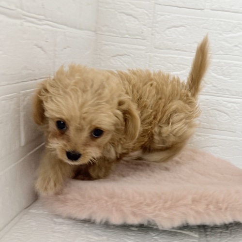愛知県のチワプー/プーチー(チワワ×プードル) (犬の家＆猫の里豊川インター店/2025年9月27日生まれ/女の子/アプリコットホワイト)の子犬の3枚目の画像