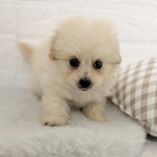 愛知県のポメプー(ポメラニアン×プードル) (犬の家＆猫の里豊川インター店/2025年9月28日生まれ/男の子/クリームホワイト)の子犬の3枚目の画像
