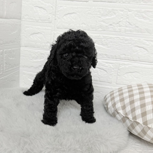 愛知県のトイプードル(トイ) (犬の家＆猫の里豊川インター店/2025年9月23日生まれ/男の子/ブラック)の子犬の3枚目の画像