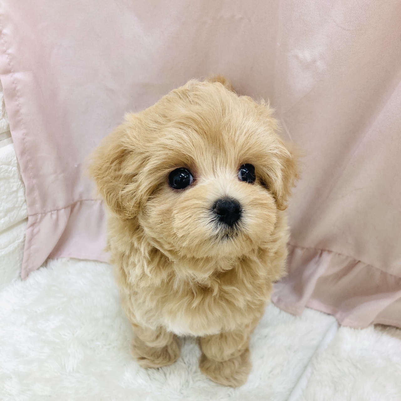 愛知県のマルプー(マルチーズ×プードル) (犬の家＆猫の里アミーゴ神の倉店/2025年10月1日生まれ/女の子/アプリコット)の子犬の3枚目の画像