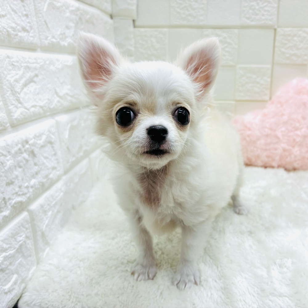 愛知県のチワワ(ロング) (犬の家＆猫の里アミーゴ神の倉店/2025年9月2日生まれ/男の子/クリームホワイト)の子犬の3枚目の画像