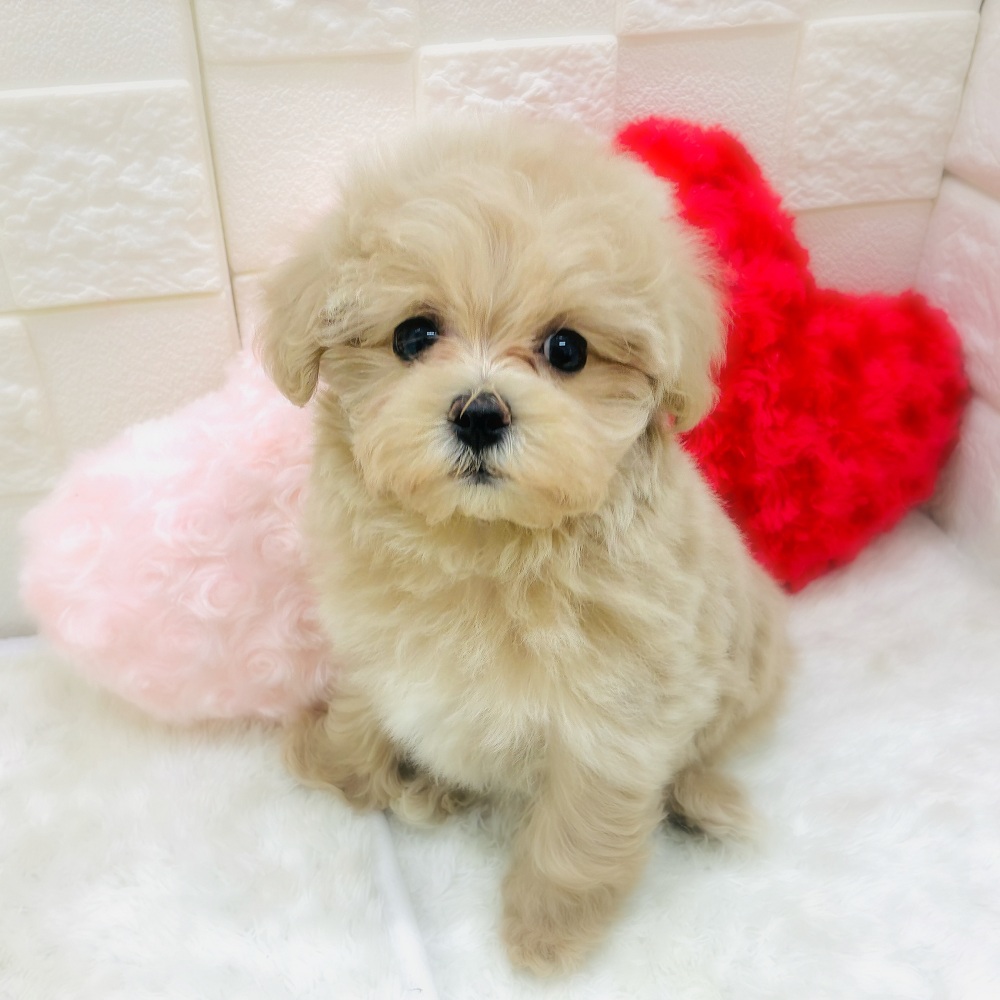 ハーフ犬女の子の写真