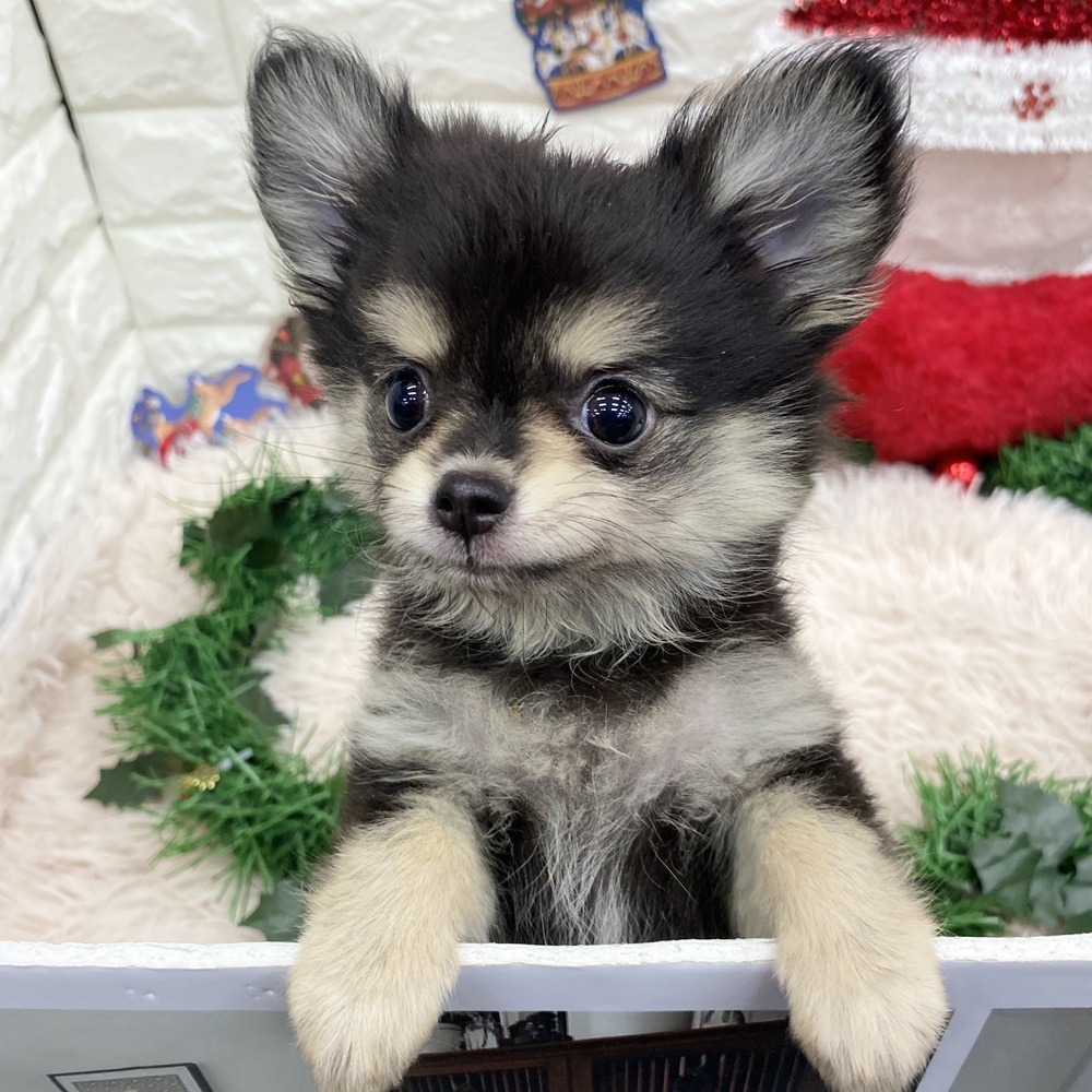 愛知県のポメチワ/チワポメ/ポメチー(ポメラニアン×チワワ) (犬の家＆猫の里MEGAドン・キホーテ東海名和店/2025年9月29日生まれ/女の子/ブラッククリーム)の子犬の3枚目の画像