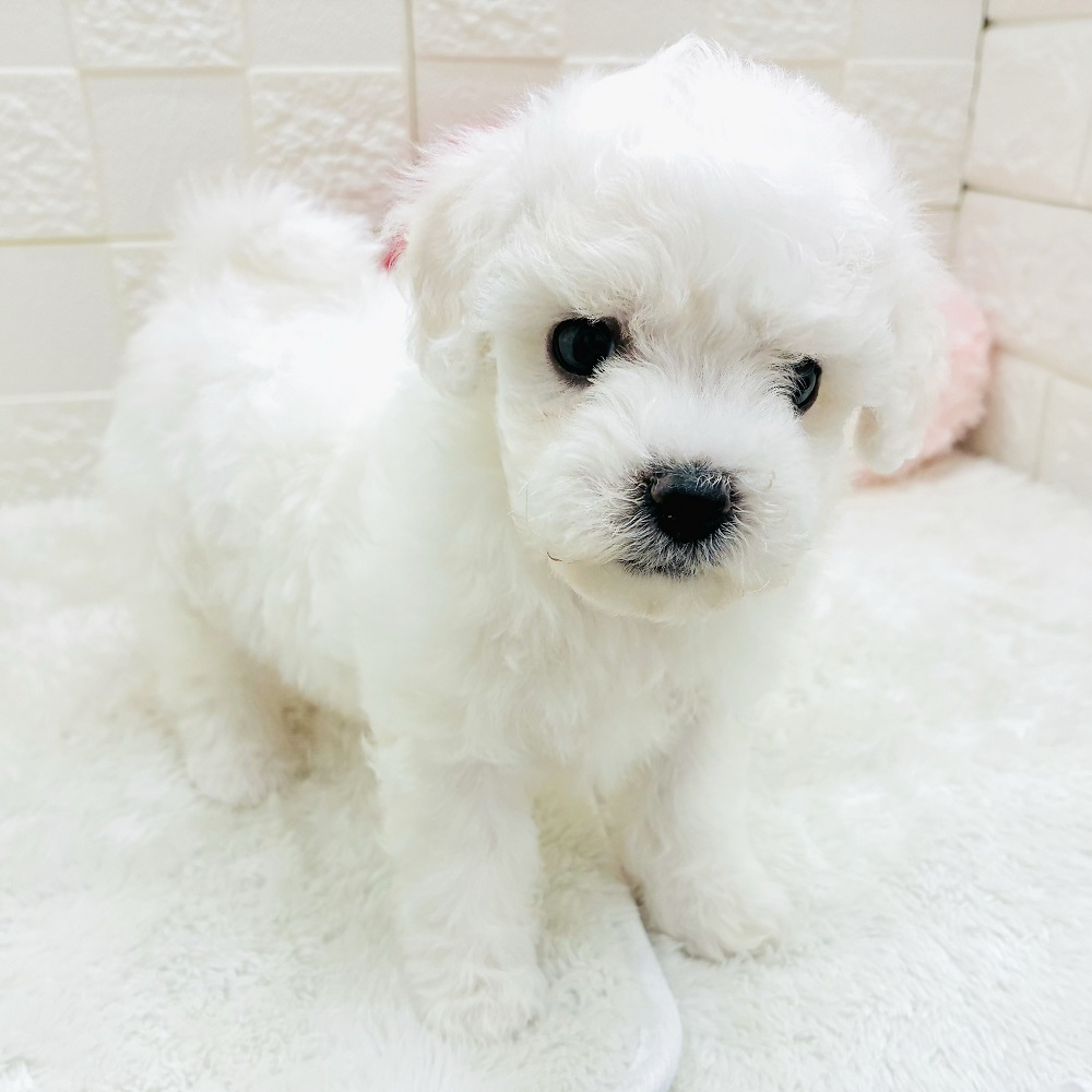 愛知県のビションフリーゼ (犬の家＆猫の里アミーゴ神の倉店/2025年10月14日生まれ/女の子/ホワイト)の子犬の3枚目の画像