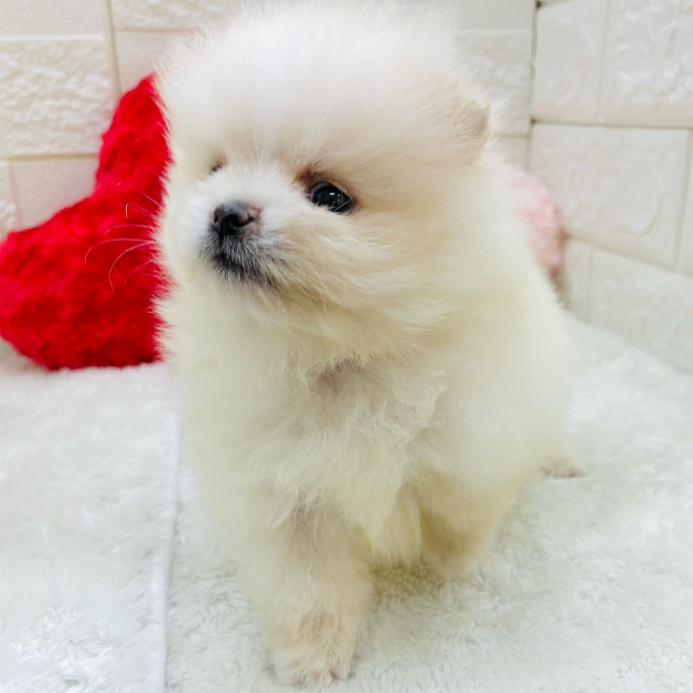 愛知県のポメラニアン (犬の家＆猫の里アミーゴ神の倉店/2025年10月13日生まれ/女の子/ホワイトクリーム)の子犬の3枚目の画像